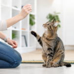 Como tornar seu gato o melhor amigo do adestrador